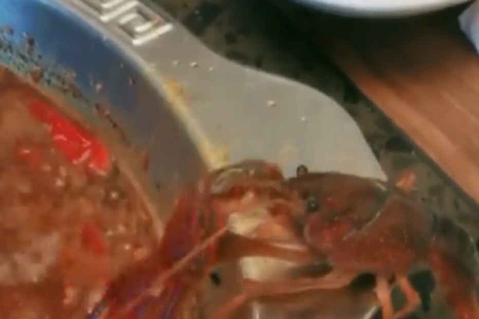 Lagostim arranca a própria pinça para sobreviver a panela a ferver