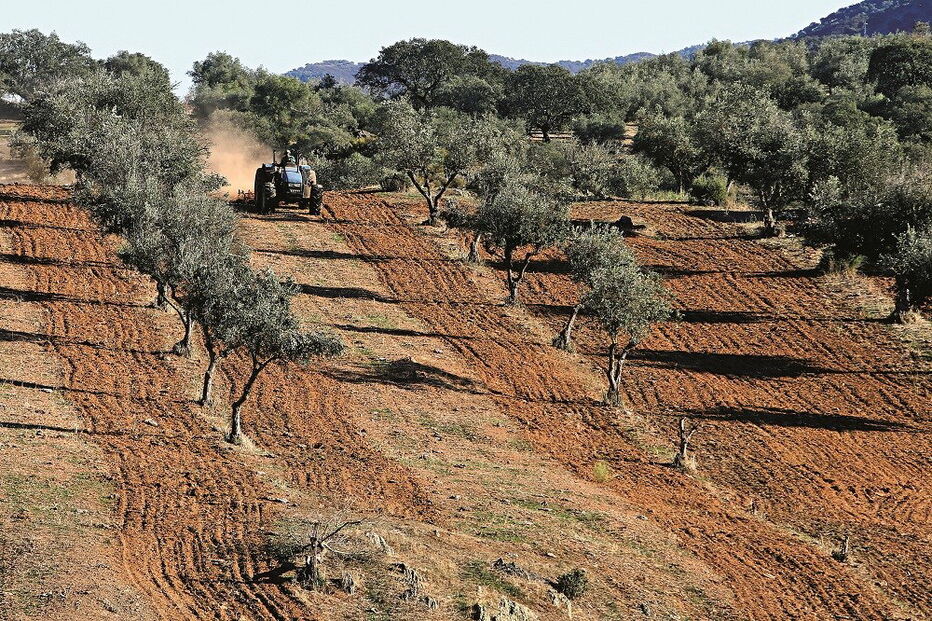 Maior montra agrícola em Santarém