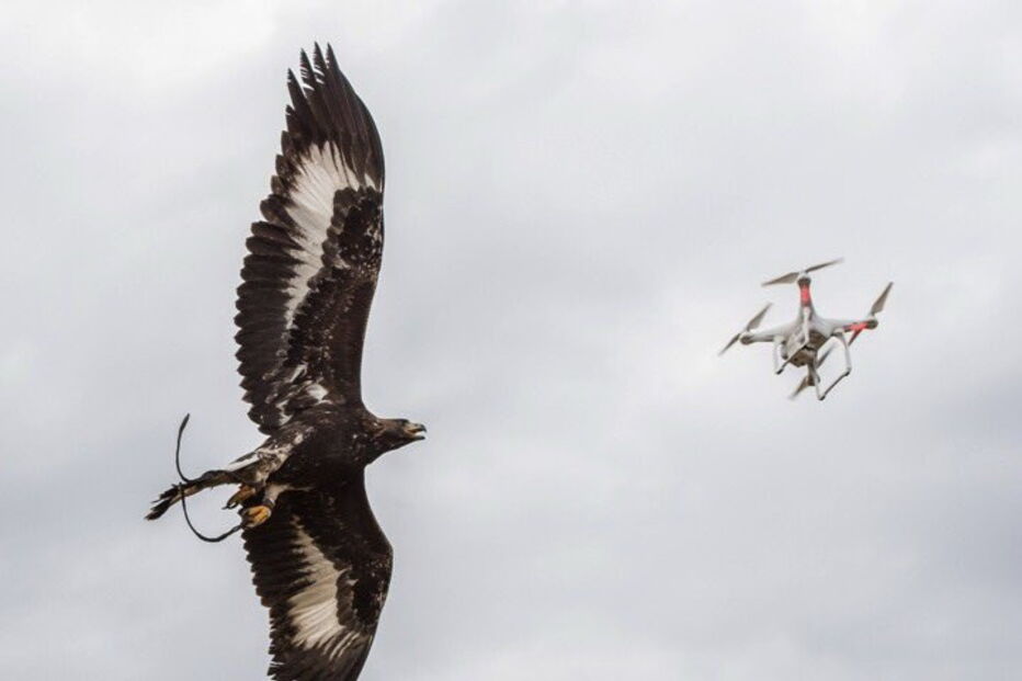 Força Aérea de França treina águias para intercetar drones