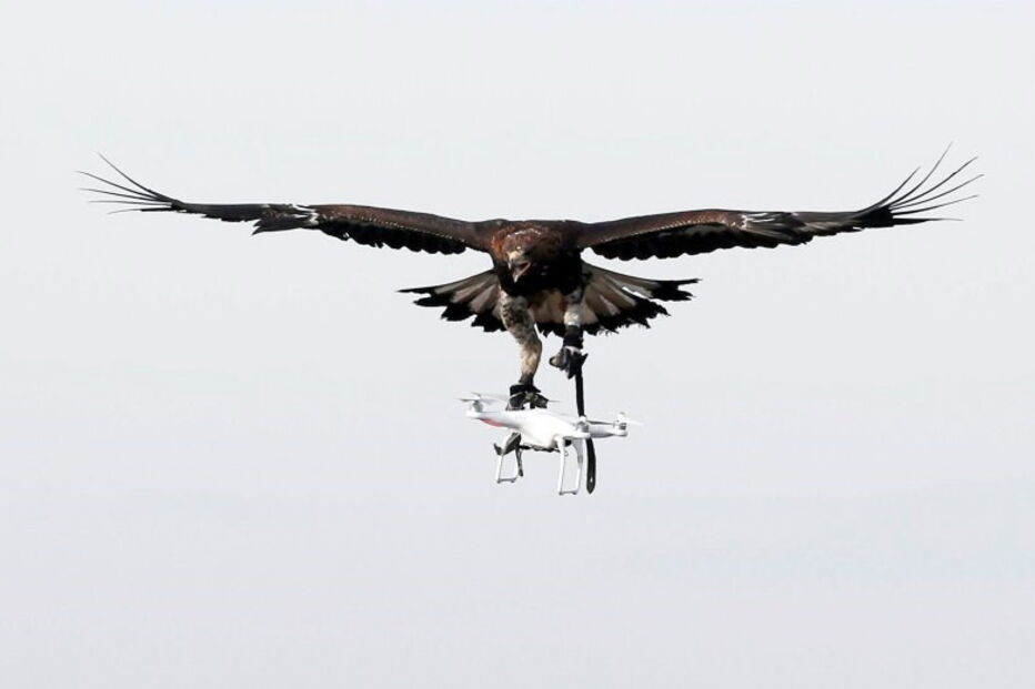 Força Aérea de França treina águias para intercetar drones