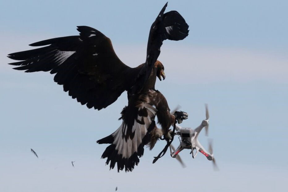 Força Aérea de França treina águias para intercetar drones