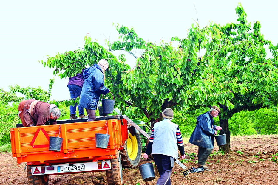 Produção de cereja