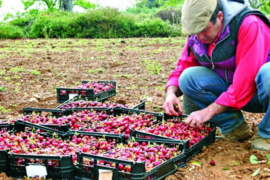 Produção de cereja