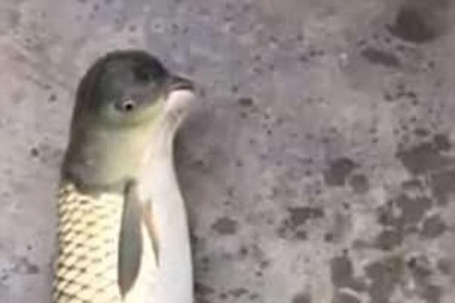 Peixe tem uma cabeça semelhante à dos pássaros