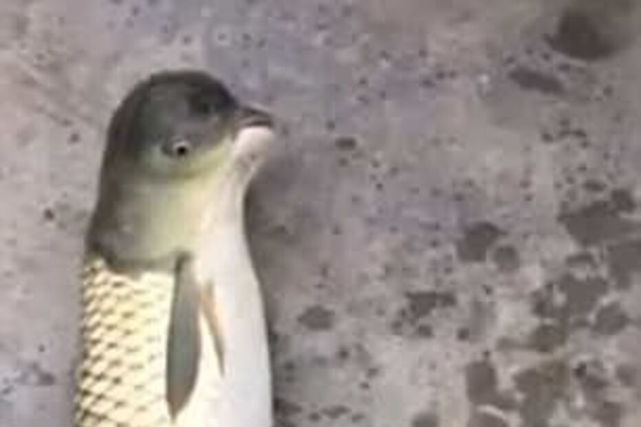 Peixe tem uma cabeça semelhante à dos pássaros