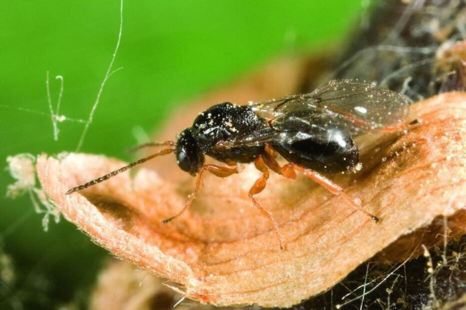A vespa das galhas dos castanheiros (Dryocosmus kuriphilus)