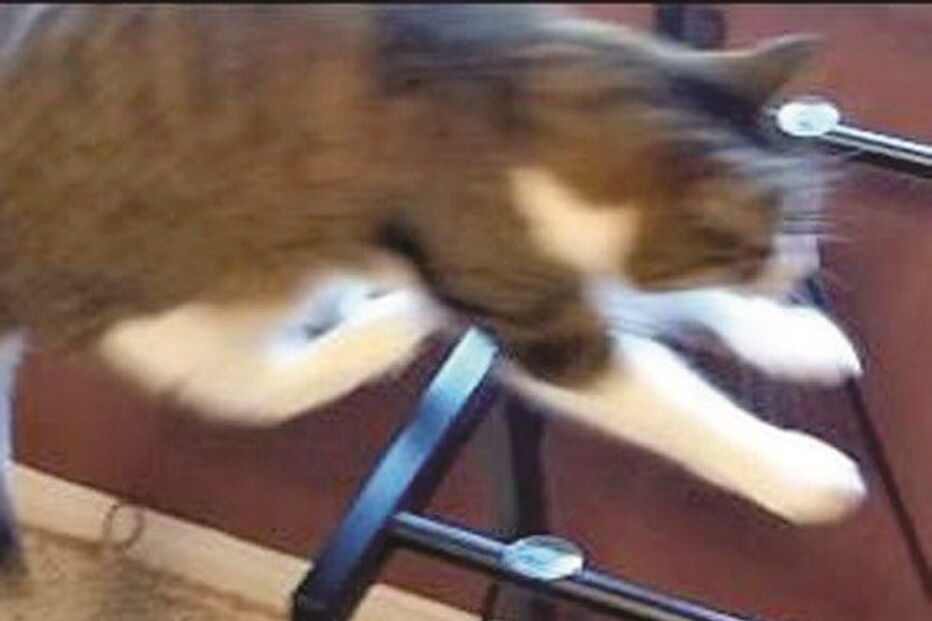 Gato salta para o vazio