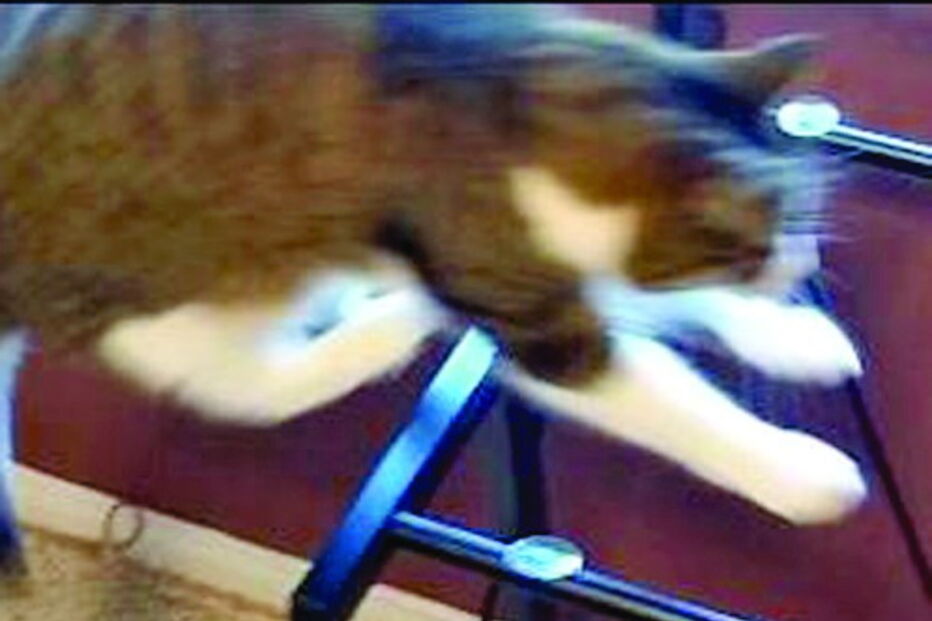 Gato salta para o vazio