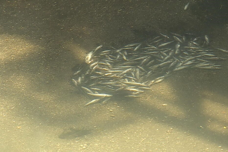 Peixes mortos no rio Este, em Braga