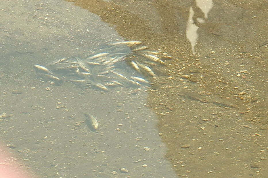 Peixes mortos no rio Este, em Braga