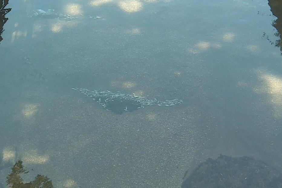 Peixes mortos no rio Este, em Braga