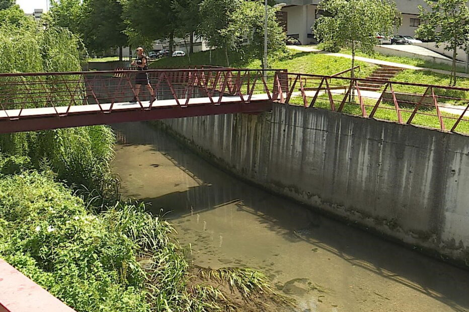 Peixes mortos no rio Este, em Braga