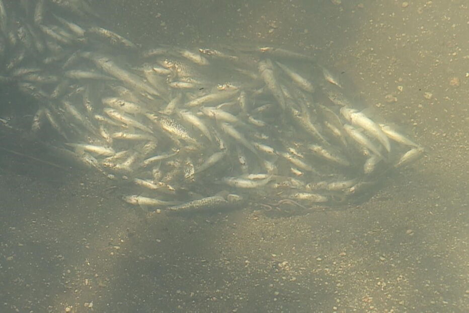 Peixes mortos no rio Este, em Braga