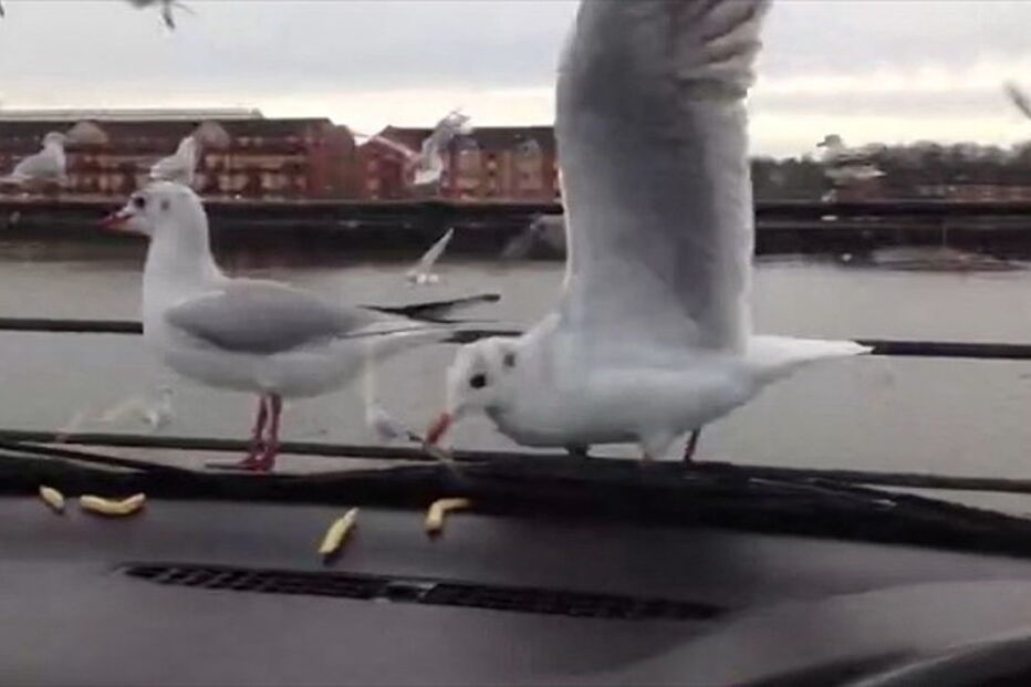 Gaivotas enganadas por vidro de carro