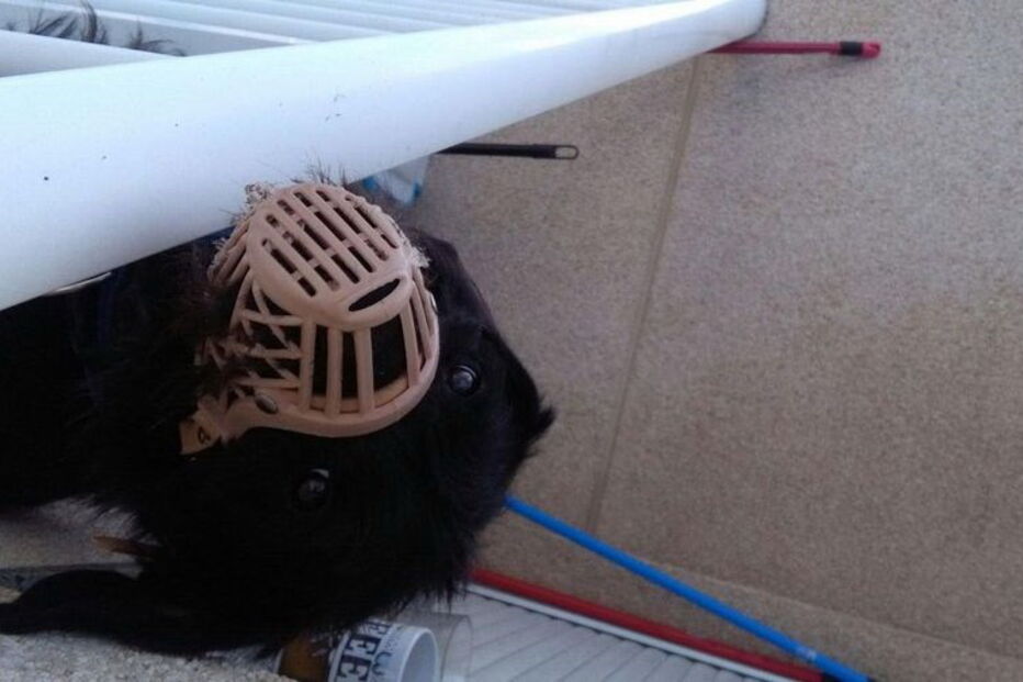 Portuguesa deixa cão morrer à fome na Galiza