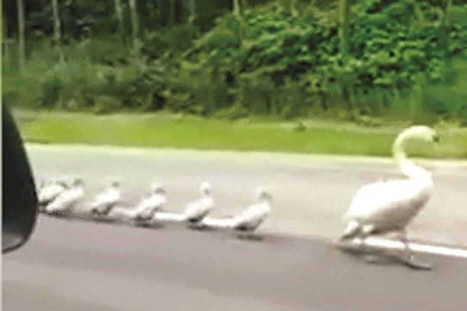 Cisnes atravessam autoestrada na Escócia