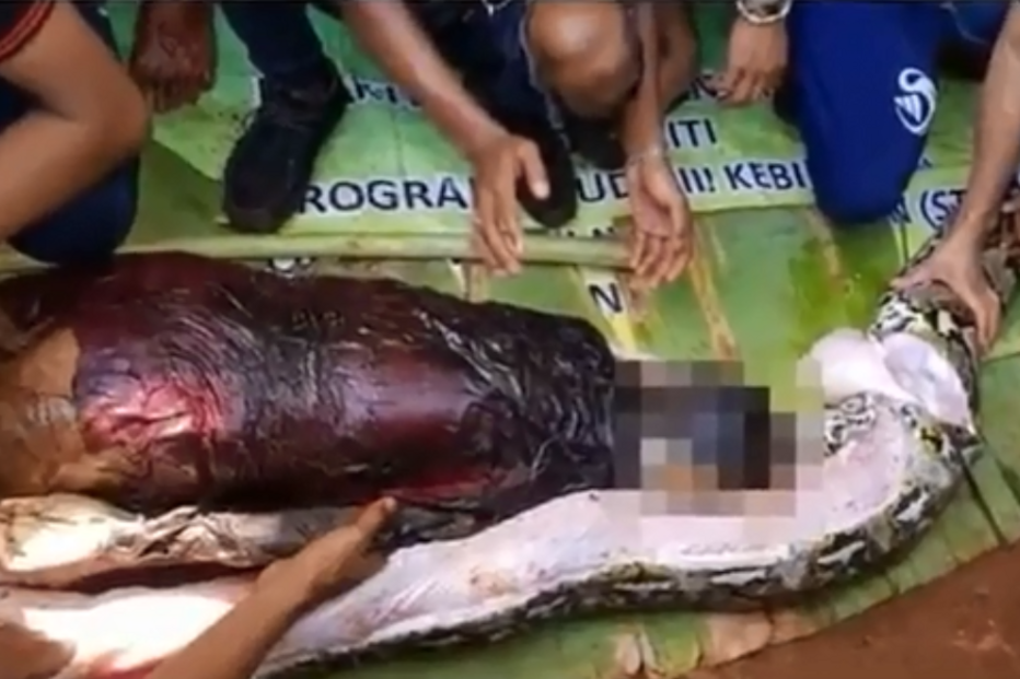 2018-06-16_17_17.22 Pitão Indonésia.png