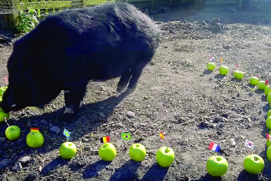 Porco Marcus adivinha resultados