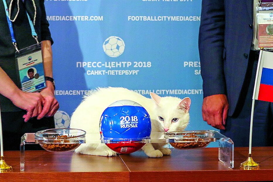 Gato Aquiles adivinha resultados