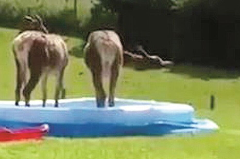 Veados invadem piscina