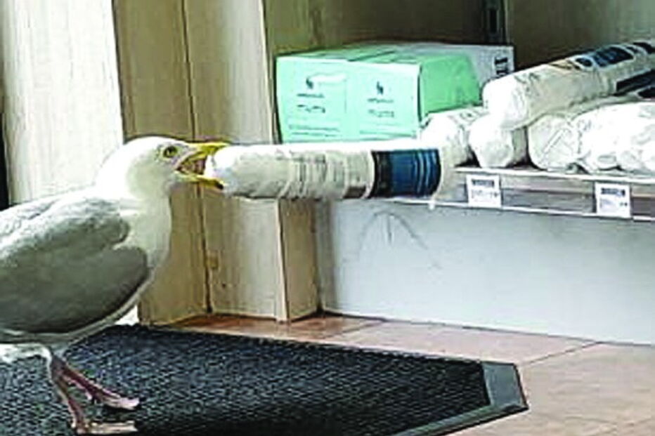 Gaivota tenta roubar algodão de farmácia