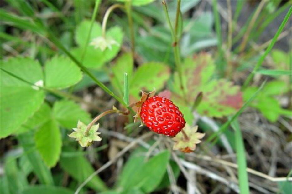 Morango silvestre