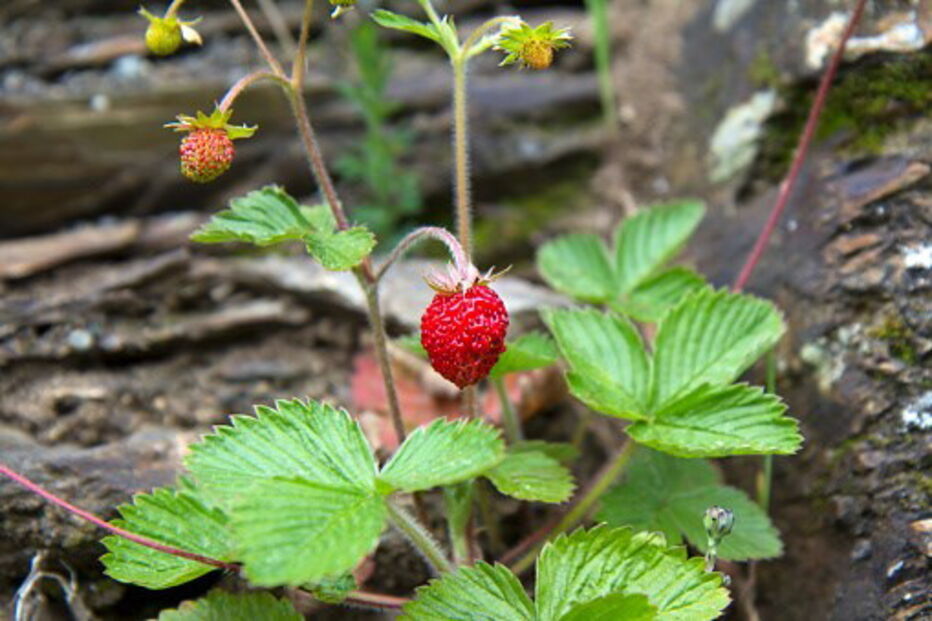 Morango silvestre