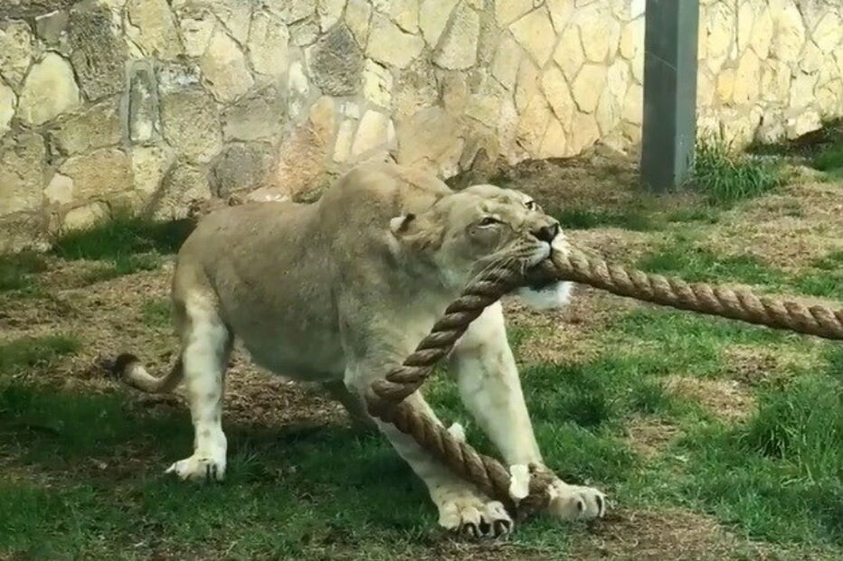 Leão vence desafio da corda contra três lutadores de wrestling