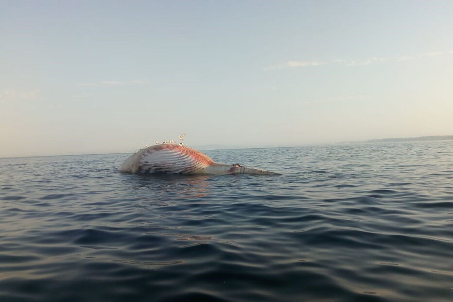 Baleia avistada na praia da Fonte da Telha