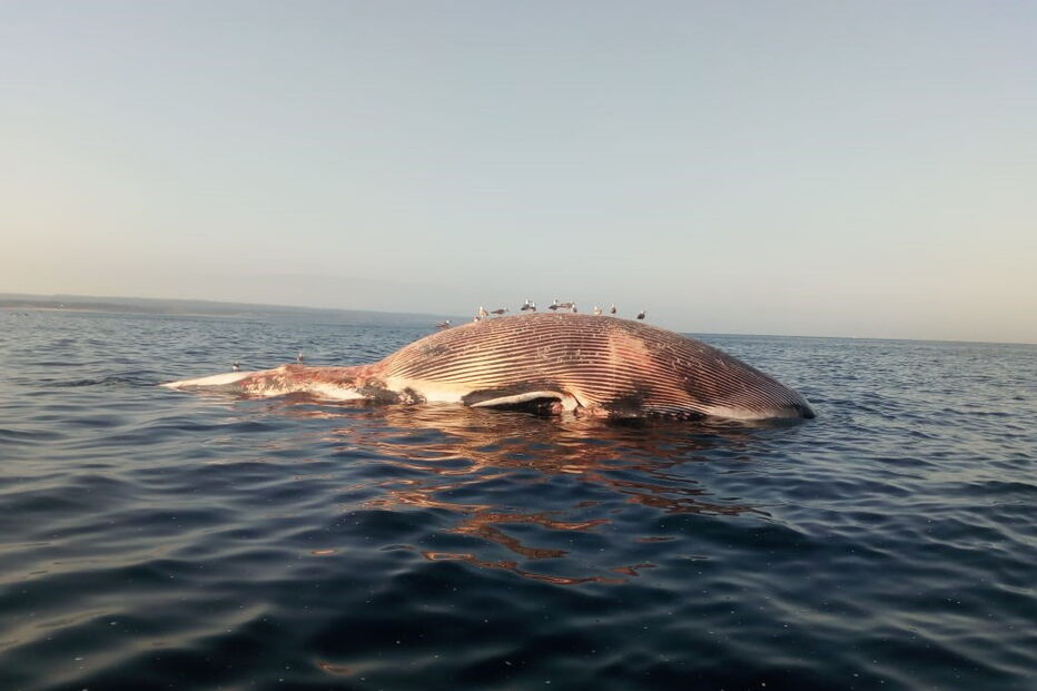 Baleia avistada na praia da Fonte da Telha