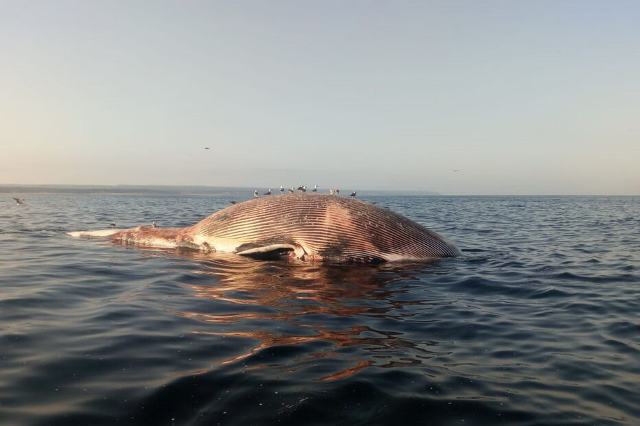 Baleia avistada na praia da Fonte da Telha
