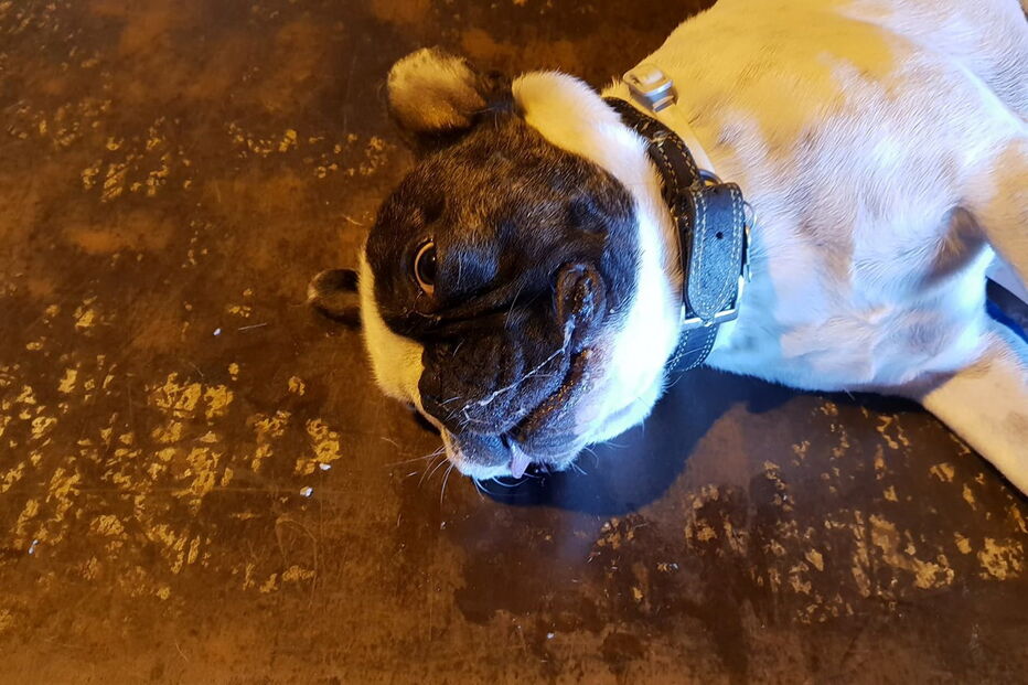 Animal perdeu a vida durante voo da TAP