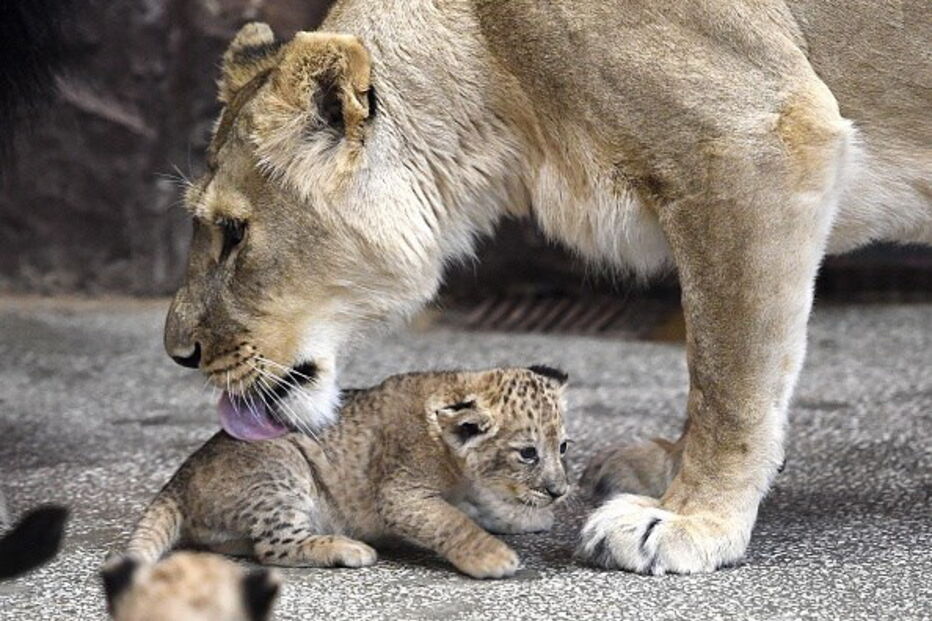 Leoa desaparece de Jardim Zoológico e crianças são evacuadas