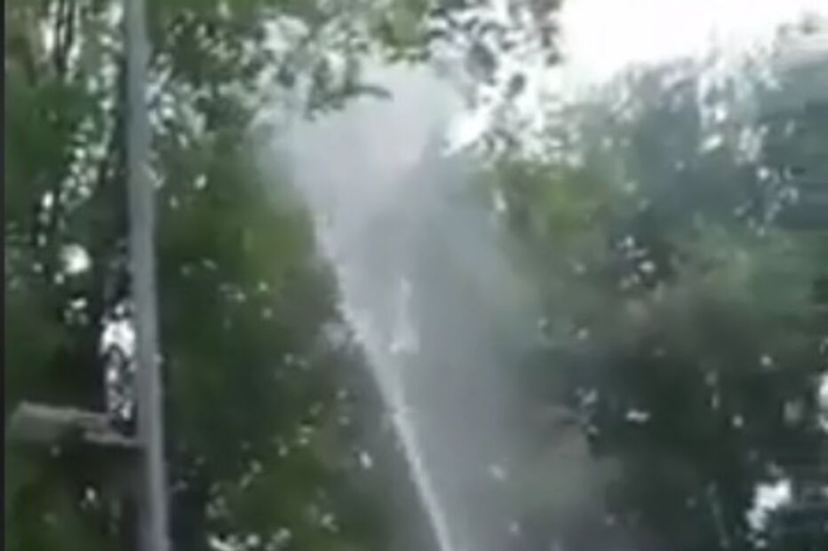 Bombeiro tenta resgatar gato de árvore com 'mangueira' e este cai no chão