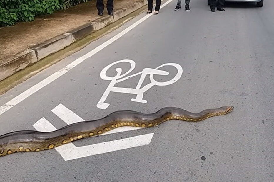 Anaconda atravessa estrada