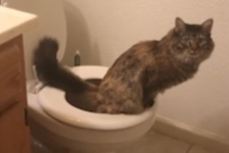 Gata vai sozinha à casa de banho