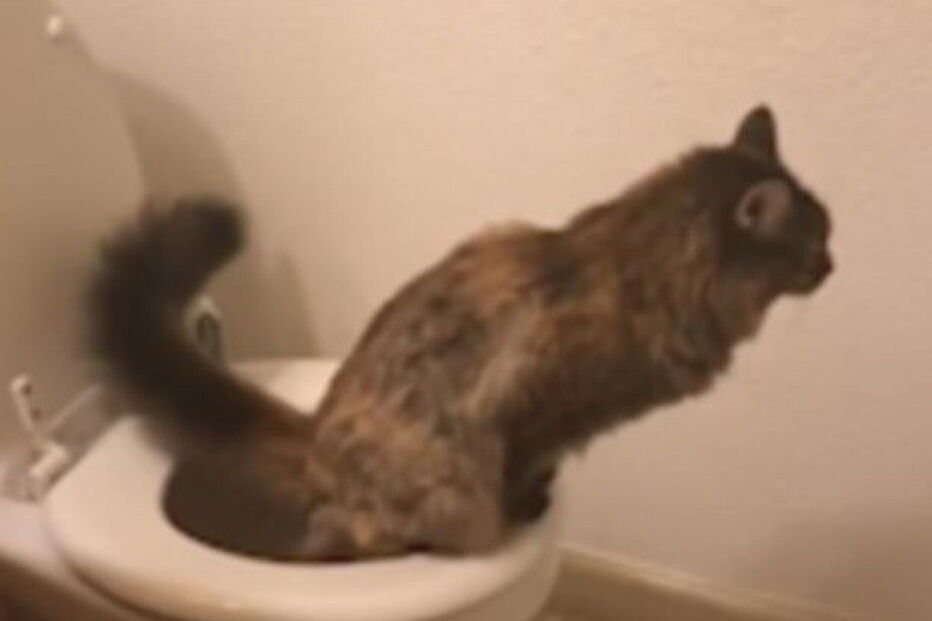 Gata vai sozinha à casa de banho