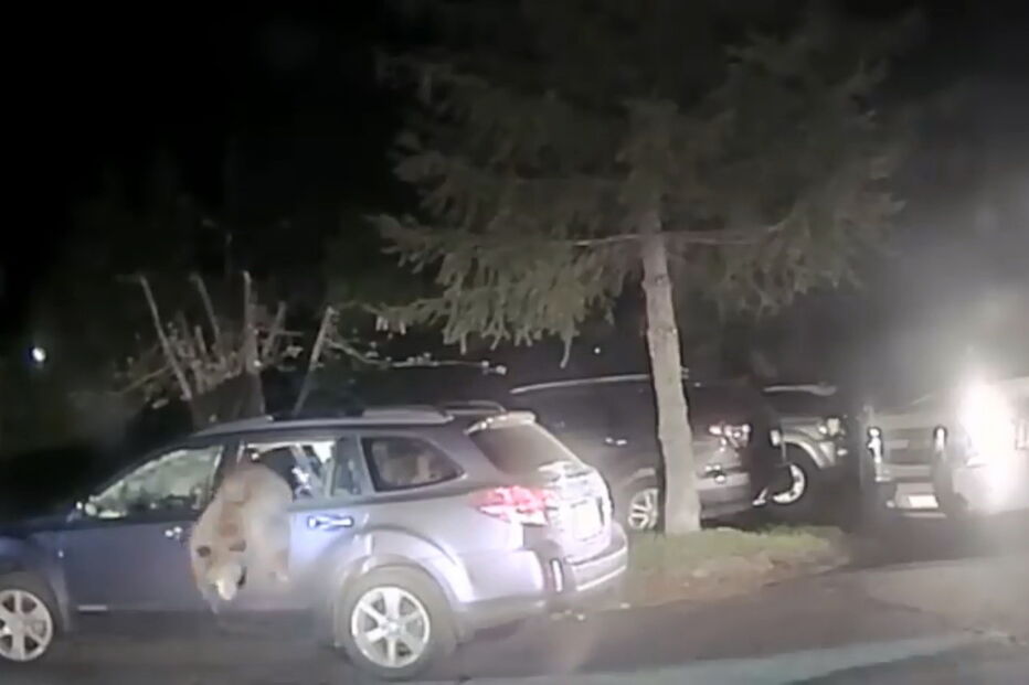 Urso fica preso dentro de carro