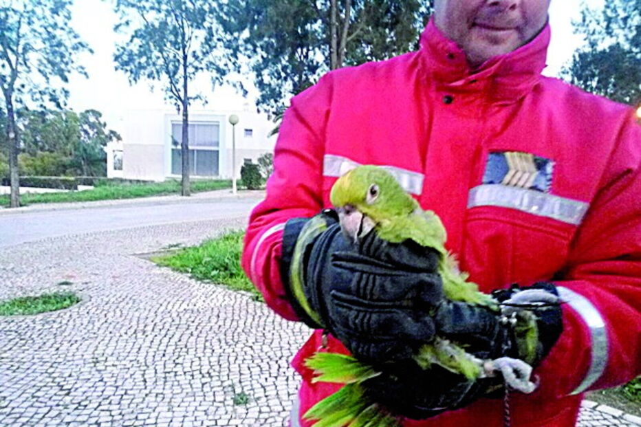 Já foram resgatadas 34 aves