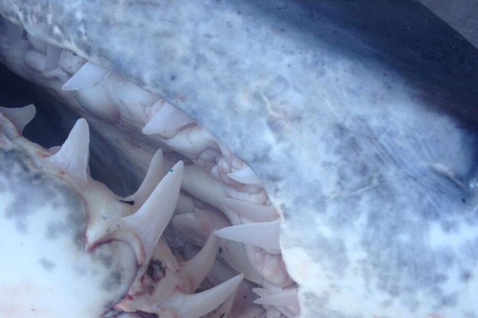 Tubarão com mais de três metros foi capturado por pescadores em Setúbal