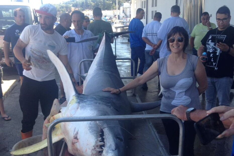 Tubarão com mais de três metros foi capturado por pescadores em Setúbal