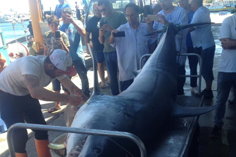 Tubarão foi apanhado pelos pescadores da embarcação 