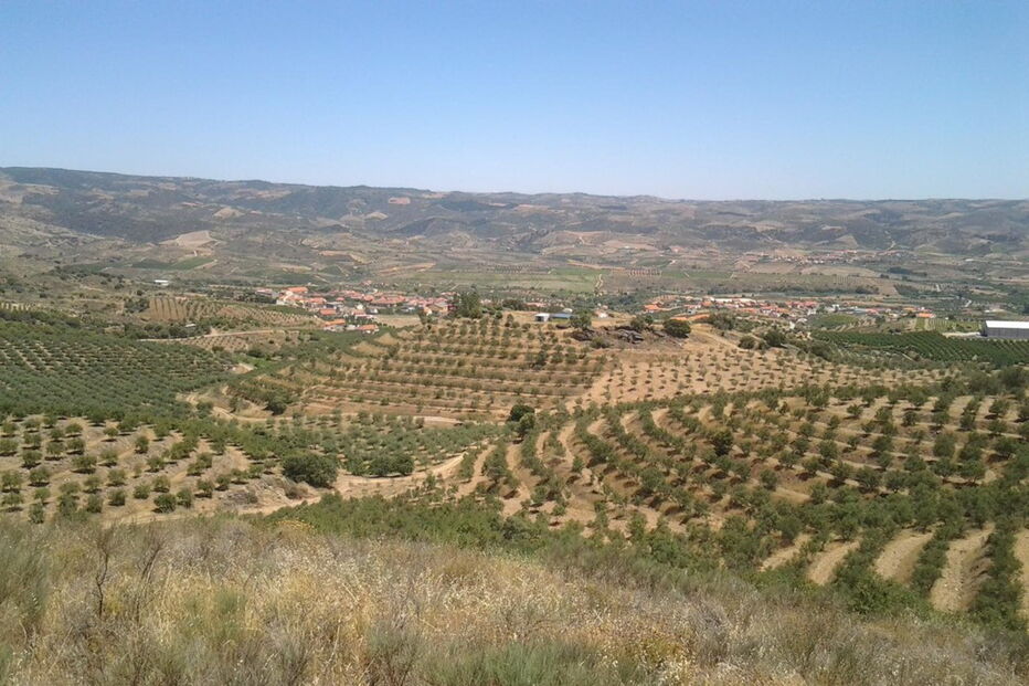 Azeite Olmais é feito com azeitonas de Vila Flor