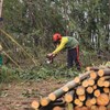 Eduardo Cabrita confirma limpeza de 70% dos 31 mil terrenos sinalizados para prevenção de incêndios