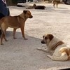 São afinal três os grupos de cães agressivos em Sintra