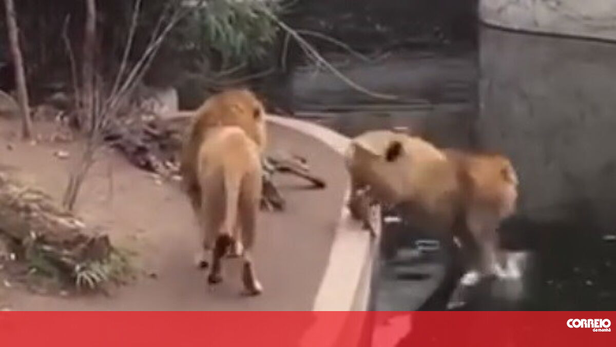 Leao fazendo sexo