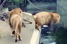 2018-07-02_00_09.25 leão.jpg