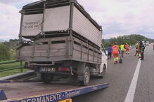 2018-07-04_17_56_39 camiãobovino.jpg