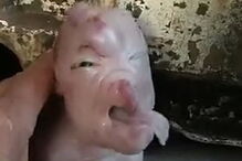 Leitão com mutação genética