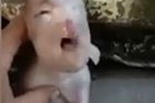 Leitão com mutação genética